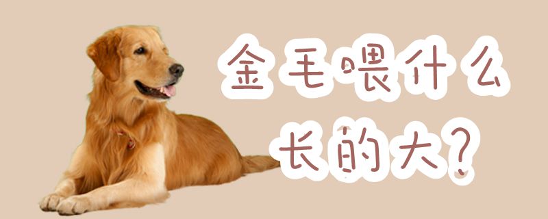 金毛喂什么長的大