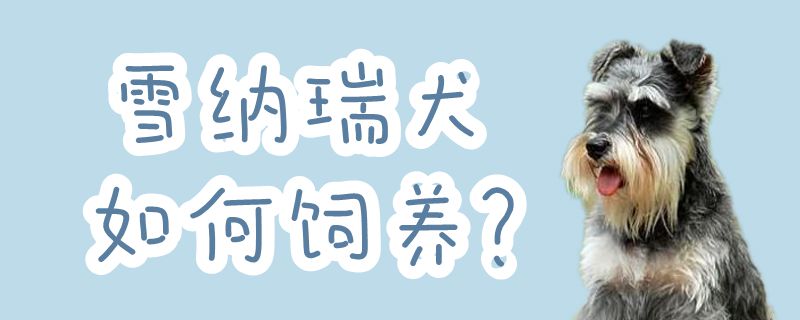 雪納瑞犬如何飼養(yǎng)