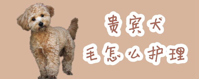 貴賓犬毛怎么護(hù)理