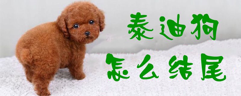 泰迪狗如何結尾1