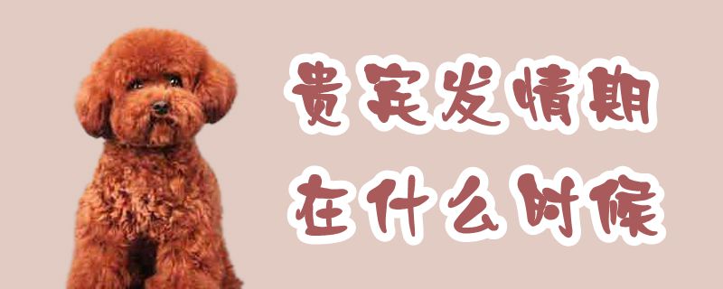 貴賓發(fā)情期在什么時候