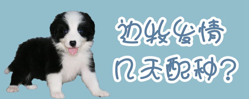 邊牧發(fā)情幾天配種