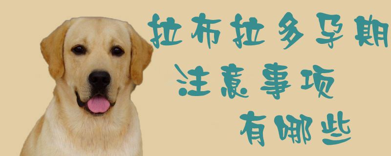 拉布拉多孕期注意事項(xiàng)有哪些1