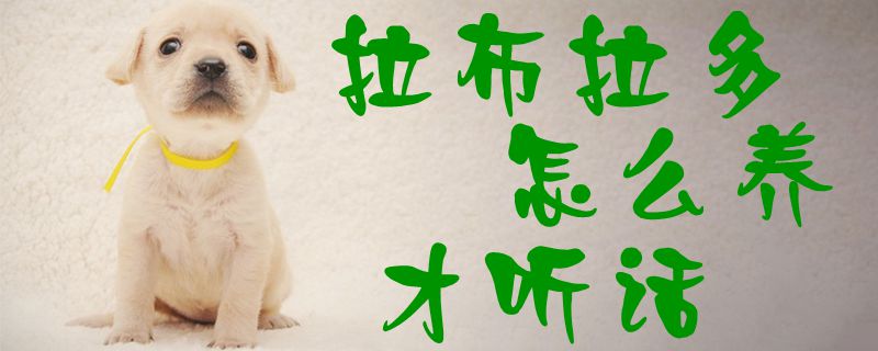拉布拉多怎么養(yǎng)才聽(tīng)話(huà)1
