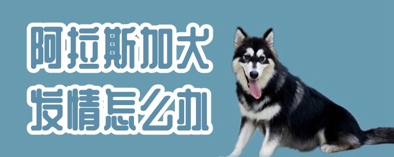 阿拉斯加犬發情怎么辦