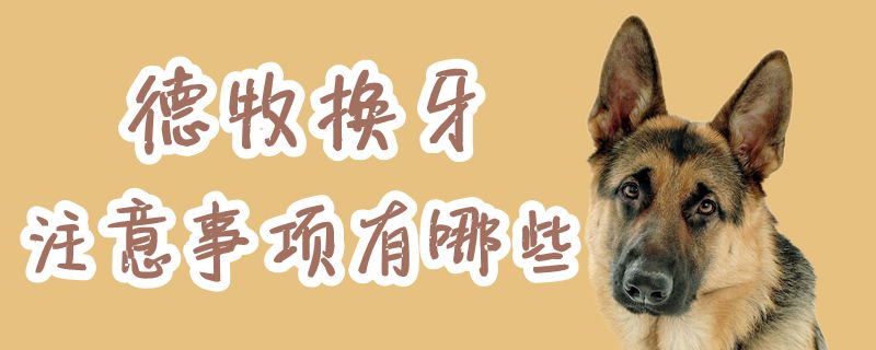 德牧換牙注意事項(xiàng)有哪些