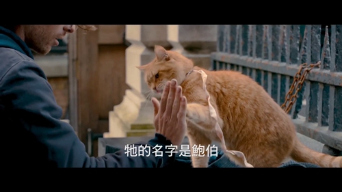 怎么訓練貓擊掌 貓咪擊掌調(diào)教
