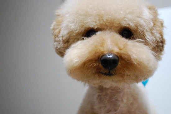 兩三個月的泰迪怎么訓練 泰迪犬訓練教程詳解1