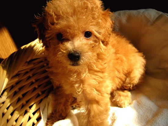泰迪犬怎么訓(xùn)練大小便 訓(xùn)練泰迪犬定點(diǎn)大小便視頻1