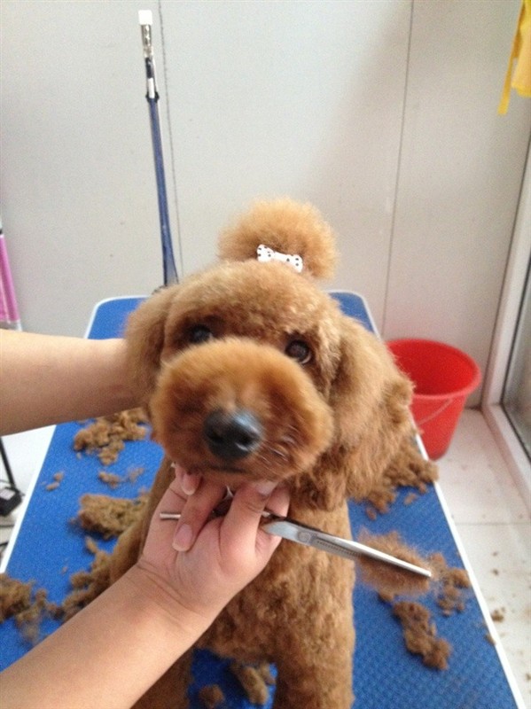 泰迪犬怎么修毛視頻教程 泰迪犬修毛注意事項(xiàng)1