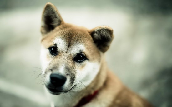 秋田犬怎么養 秋田犬飼養方法