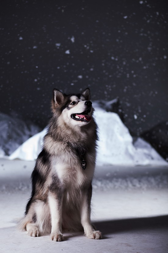 阿拉斯加犬怎么養(yǎng) 阿拉斯加雪橇犬養(yǎng)殖方法