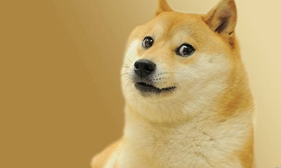 小柴犬怎么養 如何養好一只兩三個月大的小柴犬2