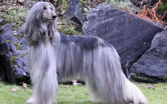 阿富汗獵犬怎么養 阿富汗獵犬養殖方法分享2