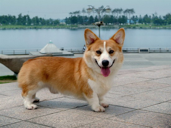 柯基犬怎么養 柯基犬飼養方法2