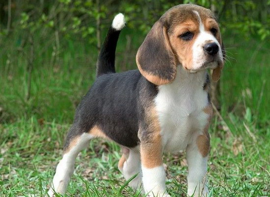 比格犬怎么養(yǎng) 比格獵犬飼養(yǎng)方法及注意事項(xiàng)2