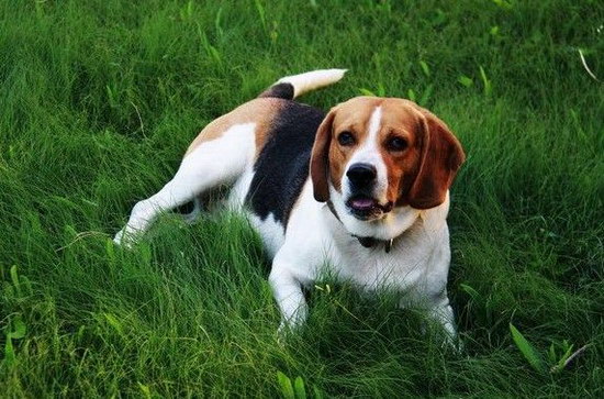 比格犬怎么養(yǎng) 比格獵犬飼養(yǎng)方法及注意事項(xiàng)1