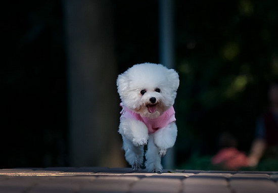 貴賓犬吃什么食物比較好 貴賓犬有益食物介紹