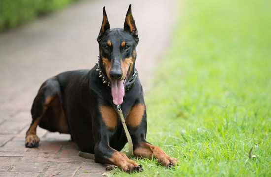杜賓犬為什么要剪耳 杜賓犬剪耳朵的原因1