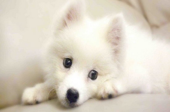 銀狐犬怎么養(yǎng) 銀狐犬喂養(yǎng)知識1