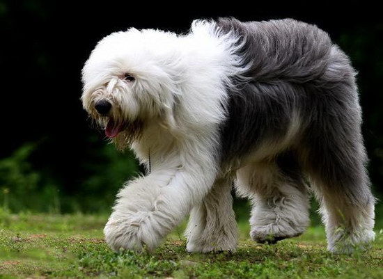 古代牧羊犬怎么養健康 純種古代牧羊犬飼養方法2