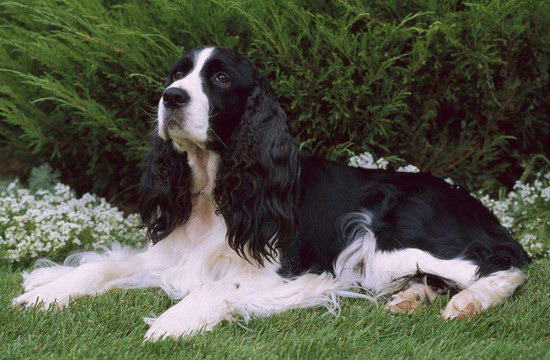 史賓格犬怎么養 英國史賓格犬飼養方法及注意事項4
