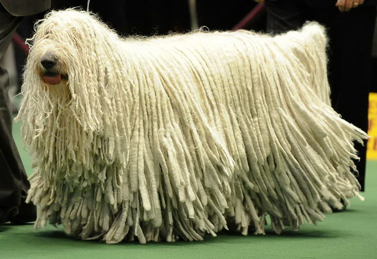 匈牙利牧羊犬怎么養 匈牙利牧羊犬飼養方法及注意事項2
