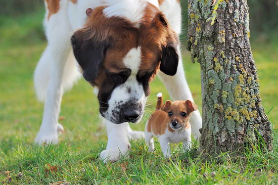 圣伯納犬怎么養 圣伯納犬飼養方法介紹1