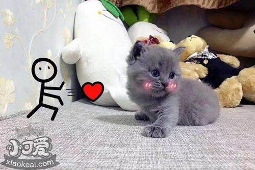 俄羅斯藍貓肝硬化怎么治療 貓咪肝硬化臨床癥狀