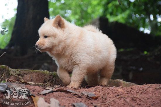 中華田園犬怎么洗澡 中華田園犬洗澡注意事項(xiàng)1