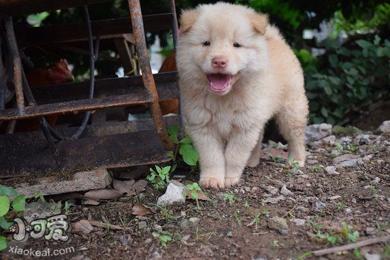 中華田園犬怎么洗澡 中華田園犬洗澡注意事項(xiàng)2