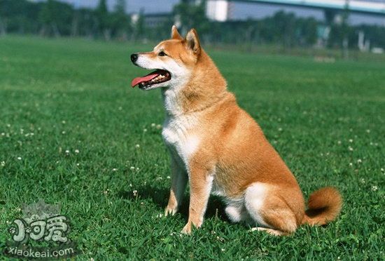 中華田園犬什么東西不能吃 土狗不能吃的食物介紹1