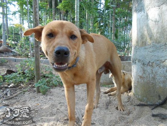 中華田園犬什么東西不能吃 土狗不能吃的食物介紹2