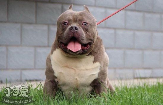 美國惡霸犬怎么刷牙?多久刷一次?惡霸犬口腔衛(wèi)生護理方法1