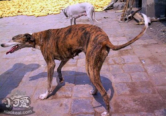 格力犬幼犬吃什么好 靈緹犬幼犬飲食注意事項(xiàng)1