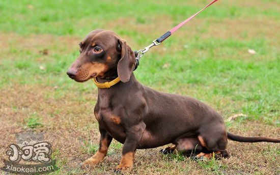 臘腸犬幼犬怎么照顧 臘腸犬幼犬飼養(yǎng)注意事項1