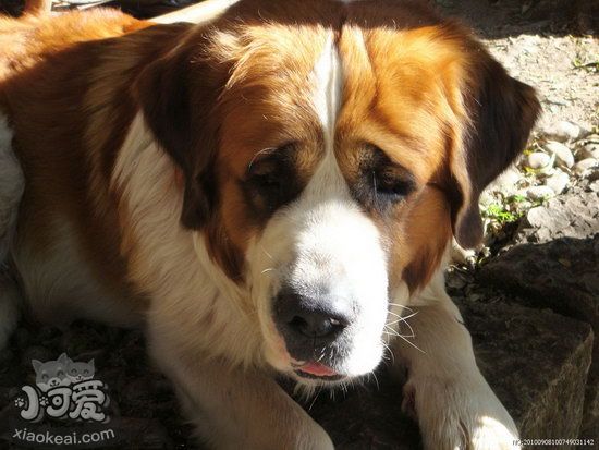 圣伯納犬牙齒怎么清潔 圣伯納犬牙齒護(hù)理方法1