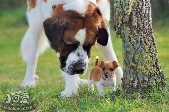 圣伯納幼犬怎么斷奶 圣伯納幼犬?dāng)嗄谭椒?
