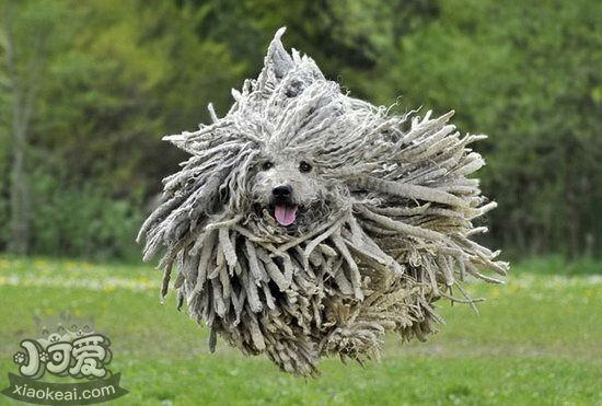 可蒙犬怎么養 可蒙犬飼養注意事項1