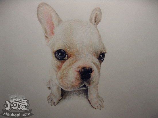 老年法斗怎么照顧 老年法國斗牛犬養護注意事項3