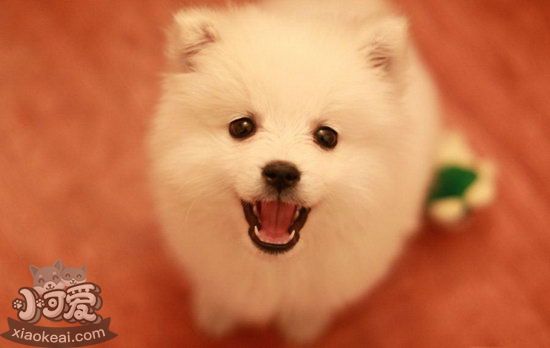 銀狐犬臀部毛發怎么剪 銀狐犬臀部毛發護理方法