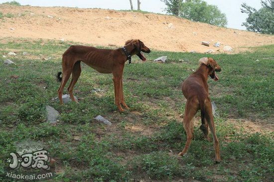 細犬怎么養 中國細犬飼養方法1