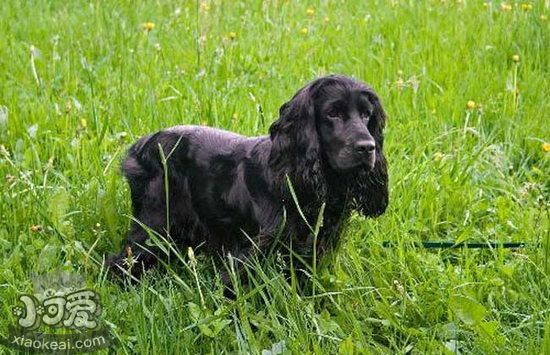 英國可卡犬怎么洗澡 英國可卡犬洗澡方法1