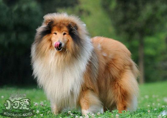 蘇格蘭牧羊犬什么時(shí)候不能洗澡 蘇格蘭牧羊犬不能洗澡情況1