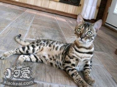 阿舍拉貓口腔潰瘍怎么治療 阿舍拉貓口腔潰瘍治療方法