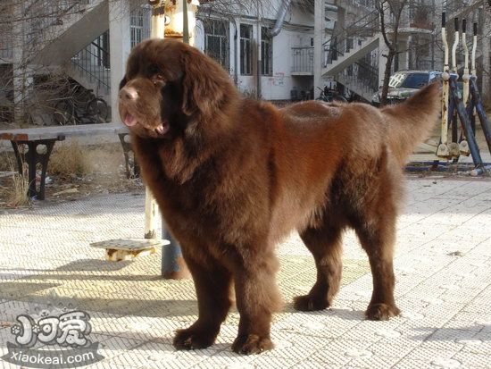 紐芬蘭犬怎么養 紐芬蘭犬飼養心得1