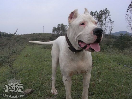 杜高犬怎么洗澡 杜高犬洗澡步驟流程1