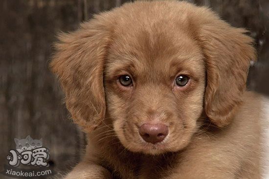 新斯科舍獵鴨尋獵犬幼犬怎么養 獵鴨尋獵犬幼犬照顧方法1