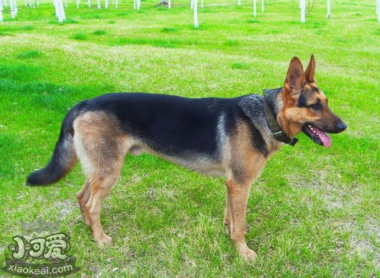 昆明犬怎么養(yǎng) 昆明犬飼養(yǎng)方法1