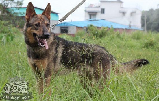 昆明犬耳朵怎么清潔 昆明犬耳朵清潔護理方法1